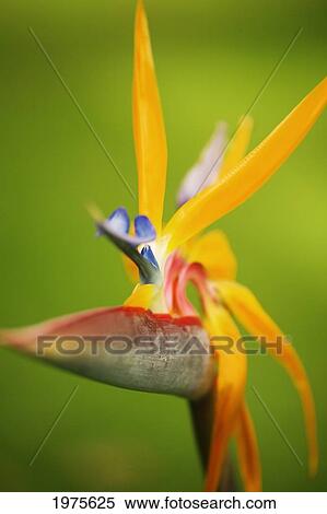 Stock Photography - Hawaii, Maui, Bird Of Paradise Blossom.. Fotosearch