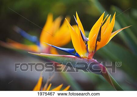 Stock Photo - Hawaii, Maui, Bird Of Paradise Blossoms.. Fotosearch