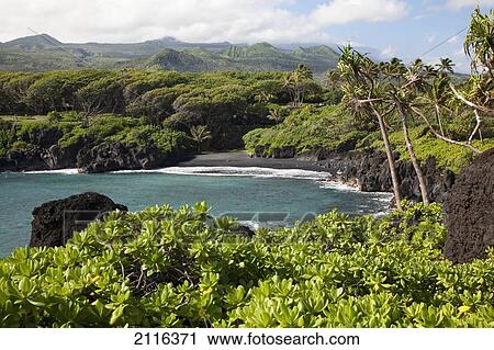 Hawaii, Maui, Black sand beach of Waianapanapa. View Large Photo Image Stock Image - Hawaii, Maui, Black sand beach of Waianapanapa.. Fotosearch