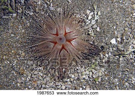 Stock Image - Hawaii, Maui, Blue-Spotted Sea Urchin (Astropyga Radiata), Rarely Seen In Hawaii. Fotosearch
