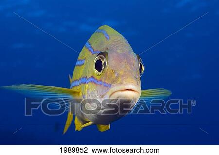 Hawaii, Maui, Bluestripe Snapper (Lutjanus Kasmira). View Large Photo Image Stock Image - Hawaii, Maui, Bluestripe Snapper (Lutjanus Kasmira).. Fotosearch