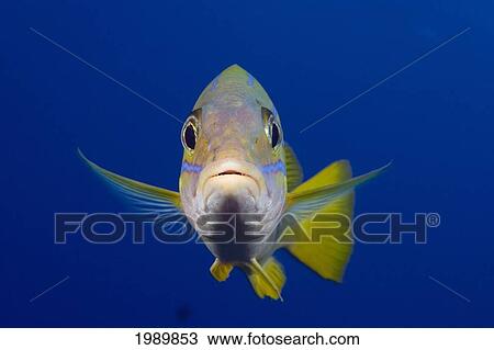 Hawaii, Maui, Bluestripe Snapper (Lutjanus Kasmira). View Large Photo Image Stock Image - Hawaii, Maui, Bluestripe Snapper (Lutjanus Kasmira).. Fotosearch