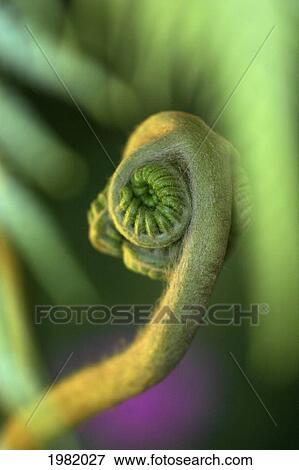 Hawaii, Maui, Close-up of a curled hapu'u fern, blurred background View Large Photo Image Stock Photo - Hawaii, Maui, Close-up of a curled hapu'u fern, blurred background. Fotosearch