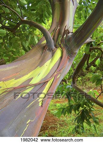 Hawaii, Maui, Close-up of a the bark of a rainbow eucalyptus tree View Large Photo Image Stock Image - Hawaii, Maui, Close-up of a the bark of a rainbow eucalyptus tree. Fotosearch