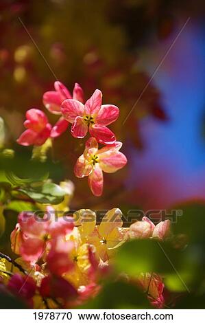 Hawaii, Maui, Close-Up Of Blossoms Of A Shower Tree. View Large Photo Image Stock Image - Hawaii, Maui, Close-Up Of Blossoms Of A Shower Tree.. Fotosearch