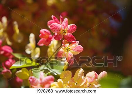 Stock Photo - Hawaii, Maui, Close-Up Of Blossoms Of A Shower Tree.. Fotosearch