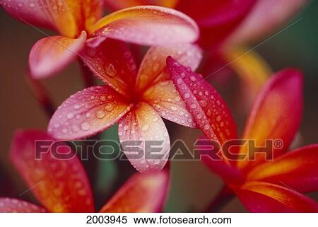 Hawaii, Maui, Close-Up Of Dark Pink Yellow Plumeria Flowers On Plant, Wet Dewdrops View Large Photo Image Stock Photography - Hawaii, Maui, Close-Up Of Dark Pink Yellow Plumeria Flowers On Plant, Wet Dewdrops. Fotosearch
