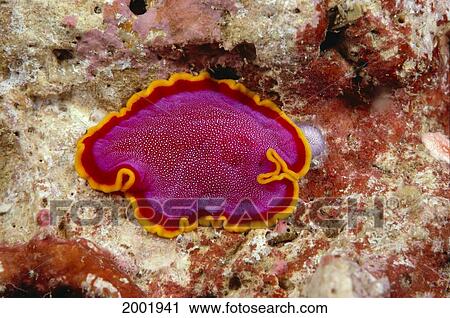 Hawaii, Maui, Close-Up Of Flatworm (Pseudoceros Kentii) Top View View Large Photo Image Stock Image - Hawaii, Maui, Close-Up Of Flatworm (Pseudoceros Kentii) Top View. Fotosearch