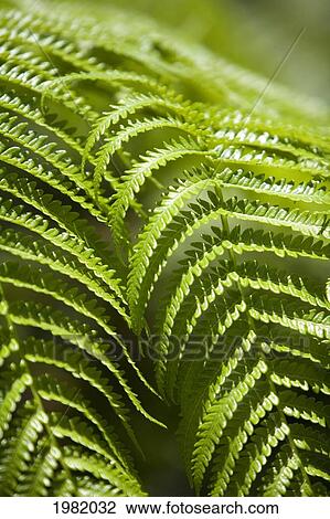 Hawaii, Maui, close-up of green hapu'u ferns View Large Photo Image Stock Image - Hawaii, Maui, close-up of green hapu'u ferns. Fotosearch
