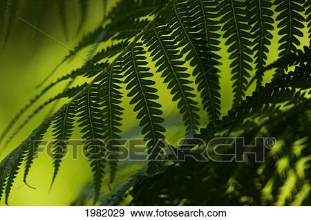 Hawaii, Maui, close-up of green hapu'u ferns View Large Photo Image Stock Photo - Hawaii, Maui, close-up of green hapu'u ferns. Fotosearch