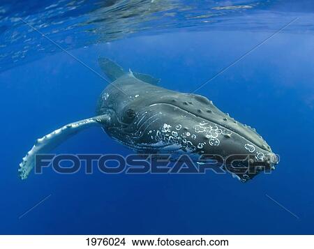 Hawaii, Maui, Close-Up Of Humpback Whale Near The Oceans Surface. View Large Photo Image Picture - Hawaii, Maui, Close-Up Of Humpback Whale Near The Oceans Surface.. Fotosearch