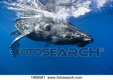 Hawaii, Maui, Close-Up Of Humpback Whale Near The Oceans Surface. View Large Photo Image Stock Image - Hawaii, Maui, Close-Up Of Humpback Whale Near The Oceans Surface.. Fotosearch