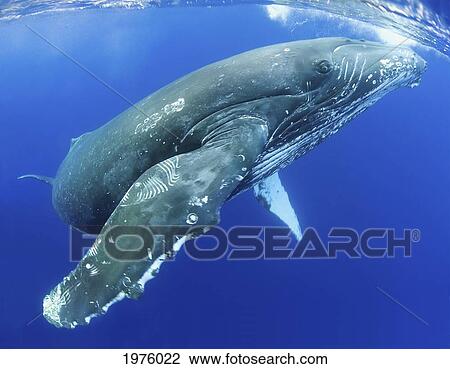 Stock Image - Hawaii, Maui, Close-Up Of Humpback Whale Near The Oceans Surface.. Fotosearch