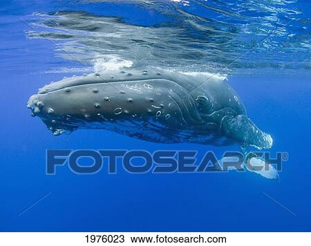 Hawaii, Maui, Close-Up Of Humpback Whale Near The Oceans Surface. View Large Photo Image Stock Image - Hawaii, Maui, Close-Up Of Humpback Whale Near The Oceans Surface.. Fotosearch