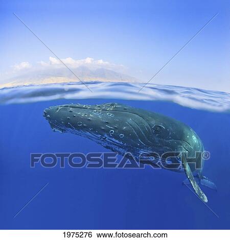 Hawaii, Maui, Close-Up Of Humpback Whale Near The Oceans Surface. View Large Photo Image Stock Photograph - Hawaii, Maui, Close-Up Of Humpback Whale Near The Oceans Surface.. Fotosearch