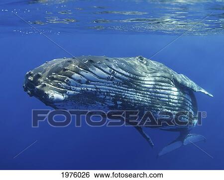 Hawaii, Maui, Close-Up Of Humpback Whale Near The Oceans Surface. View Large Photo Image Stock Photograph - Hawaii, Maui, Close-Up Of Humpback Whale Near The Oceans Surface.. Fotosearch