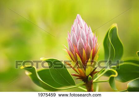 Hawaii, Maui, Close-Up Of King Protea Bud. View Large Photo Image Stock Photo - Hawaii, Maui, Close-Up Of King Protea Bud.. Fotosearch