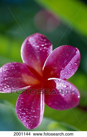 Hawaii, Maui, Close-Up Of One Dark Pink Plumeria Blossom On Tree Dewdrops, Sunshine Green Blurry Background View Large Photo Image Picture - Hawaii, Maui, Close-Up Of One Dark Pink Plumeria Blossom On Tree Dewdrops, Sunshine Green Blurry Background. Fotosearch