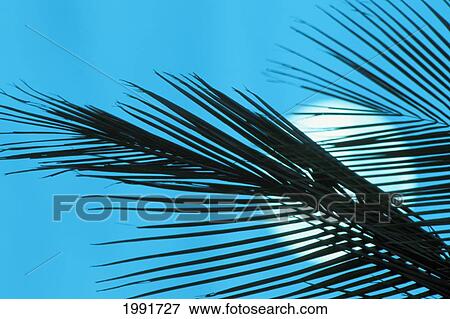 Hawaii, Maui, Close-Up Of Palm Frond Silhouetted Against Pale Blue Twilight Sky And Full Moon. View Large Photo Image Stock Photo - Hawaii, Maui, Close-Up Of Palm Frond Silhouetted Against Pale Blue Twilight Sky And Full Moon.. Fotosearch