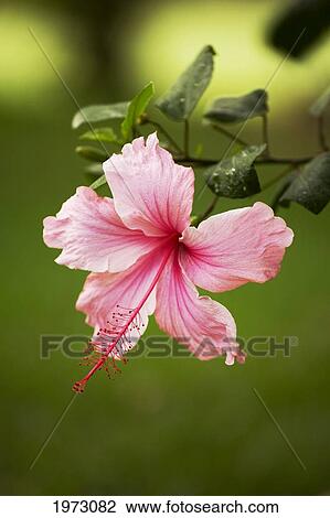 Stock Image - Hawaii, Maui, Close-Up Of Pink Hibiscus With Green In Background.. Fotosearch