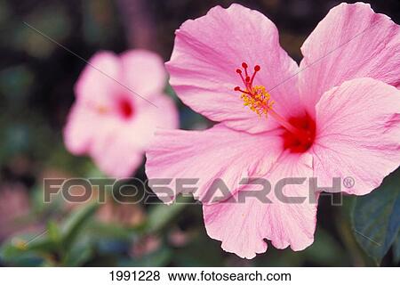 Hawaii, Maui, Close-Up Of Pink Hibiscus With Blurred Hibiscus In Background View Large Photo Image Stock Photo - Hawaii, Maui, Close-Up Of Pink Hibiscus With Blurred Hibiscus In Background. Fotosearch