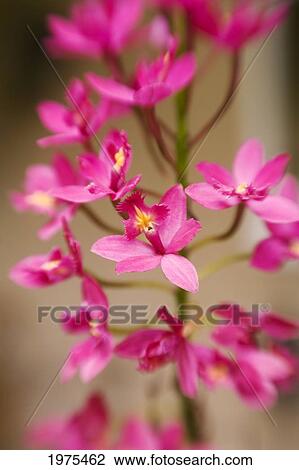 Stock Image - Hawaii, Maui, Close-Up Of Pink Epidendrum Orchids On Stem.. Fotosearch