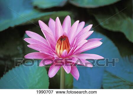 Hawaii, Maui, Close-Up Of Pink/Purple Water Lily Blossom With Closed Center Green Lily Pads, Pond View Large Photo Image Stock Photo - Hawaii, Maui, Close-Up Of Pink/Purple Water Lily Blossom With Closed Center Green Lily Pads, Pond. Fotosearch