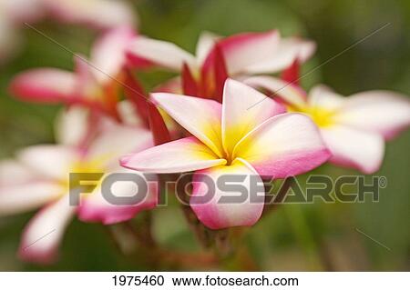 Hawaii, Maui, Close-Up Of Plumeria Cluster. View Large Photo Image Stock Image - Hawaii, Maui, Close-Up Of Plumeria Cluster.. Fotosearch