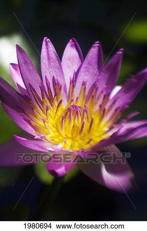 Hawaii, Maui, Close-Up Of Purple Water Lily. View Large Photo Image Picture - Hawaii, Maui, Close-Up Of Purple Water Lily.. Fotosearch