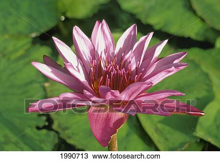 Stock Image - Hawaii, Maui, Close-Up Of Purple Water Lily On Plant With Green Lily Pads Background, Sunny. Fotosearch