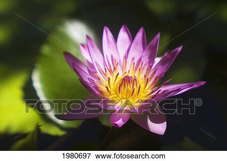 Hawaii, Maui, Close-Up Of Purple Water Lily. View Large Photo Image Stock Photo - Hawaii, Maui, Close-Up Of Purple Water Lily.. Fotosearch