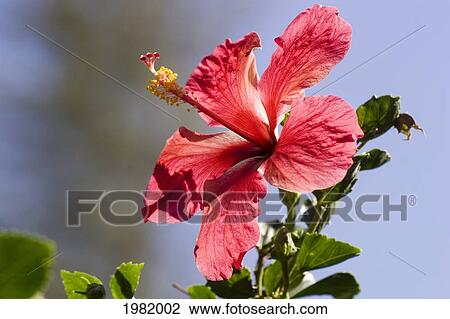 Stock Image - Hawaii, Maui, Close-up of red hibiscus with blue in background. Fotosearch