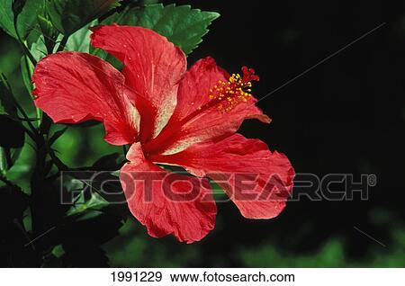 Stock Photo - Hawaii, Maui, Close-Up Of Red Hibiscus. Fotosearch