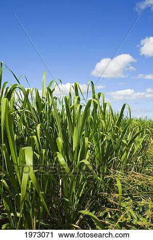 Hawaii, Maui, Close-Up Of Sugarcane Ko. View Large Photo Image Stock Image - Hawaii, Maui, Close-Up Of Sugarcane Ko.. Fotosearch