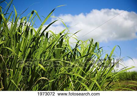 Hawaii, Maui, Close-Up Of Sugarcane Ko. View Large Photo Image Stock Image - Hawaii, Maui, Close-Up Of Sugarcane Ko.. Fotosearch