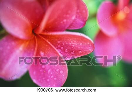 Stock Photograph - Hawaii, Maui, Close-Up Pink Plumeria Flowers Aka Frangipani, On Plant Outdoor, Water Droplets Wet Blurry Background. Fotosearch