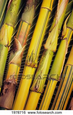 Hawaii, Maui, Closeup Of Bamboo Stalks. View Large Photo Image Stock Photograph - Hawaii, Maui, Closeup Of Bamboo Stalks.. Fotosearch