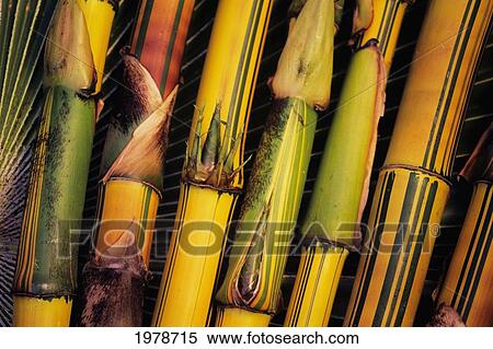 Hawaii, Maui, Closeup Of Bamboo Stalks. View Large Photo Image Stock Photography - Hawaii, Maui, Closeup Of Bamboo Stalks.. Fotosearch