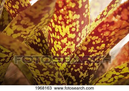 Hawaii, Maui, Cluster Of Colorful Bromeliad Plants. View Large Photo Image Stock Image - Hawaii, Maui, Cluster Of Colorful Bromeliad Plants.. Fotosearch
