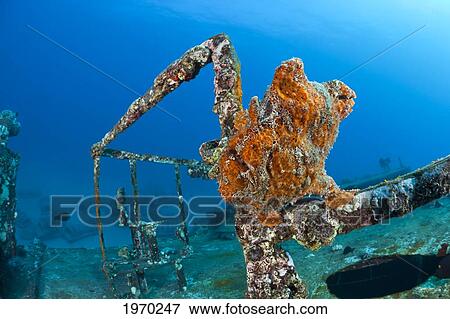 Hawaii, Maui, Commerson's Frogfish (Antennarius Commersoni) Perched On The Railing Of The Saint Anthony Shipwreck View Large Photo Image Stock Photo - Hawaii, Maui, Commerson's Frogfish (Antennarius Commersoni) Perched On The Railing Of The Saint Anthony Shipwreck. Fotosearch