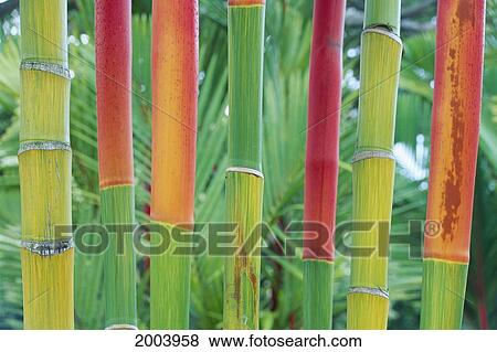 Stock Photo - Hawaii, Maui, Detail Of Red Wax Palm Stalks Lined In Row Close-Up, Foliage Background. Fotosearch