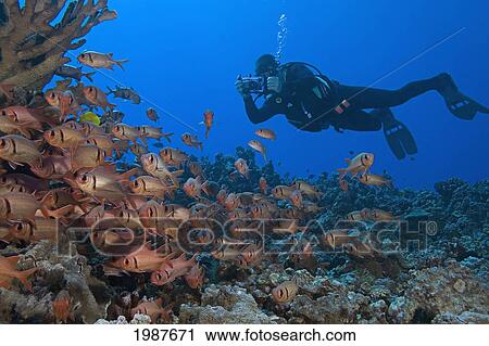 Hawaii, Maui, Diver Photographing Schooling Bigscale Soldierfish (Myripristis Berndti) View Large Photo Image Stock Image - Hawaii, Maui, Diver Photographing Schooling Bigscale Soldierfish (Myripristis Berndti). Fotosearch