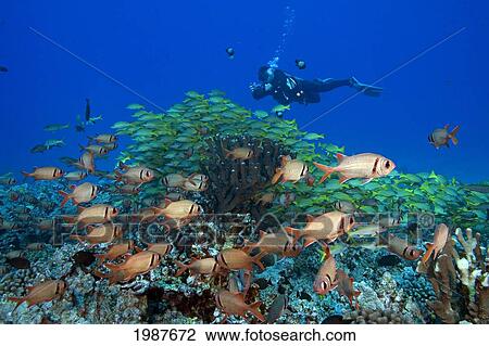 Hawaii, Maui, Diver Photographing Schooling Bigscale Soldierfish (Myripristis Berndti) And Bluestripe Snapper (Lutjanus Kasmira) View Large Photo Image Stock Image - Hawaii, Maui, Diver Photographing Schooling Bigscale Soldierfish (Myripristis Berndti) And Bluestripe Snapper (Lutjanus Kasmira). Fotosearch