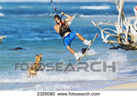 Stock Image - Hawaii, Maui, Dog Chases Professional Kiteboarder Shawn Richman On The North Shore. Editorial Use Only.. Fotosearch