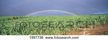 Stock Photograph - Hawaii, Maui, Double Rainbow Over Sugarcane Field, Full Length Panoramic A21D. Fotosearch