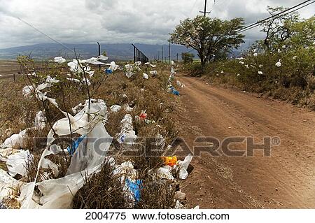 Stock Photography - Hawaii, Maui, Downwind From A Landfill, Shrubs And Trees Are Covered In Trash And Plastic Bags.. Fotosearch