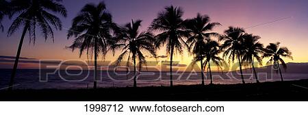 Hawaii, Maui, Dramatic Sunset Silhouette Palm Trees Lined Along Beach, Panoramic B1538 View Large Photo Image Stock Image - Hawaii, Maui, Dramatic Sunset Silhouette Palm Trees Lined Along Beach, Panoramic B1538. Fotosearch
