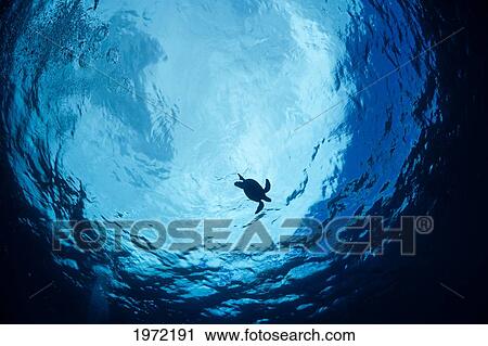 Stock Image - Hawaii, Maui, Endangered Green Sea Turtle (Chelonia Mydas), A Common Sight Around Hawaii, Leaves The Surface After Taking A Breath Of Air.. Fotosearch
