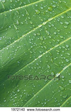 Stock Image - Hawaii, Maui, Extreme Close Up Of A Taro Leaf Covered In Water Droplets.. Fotosearch