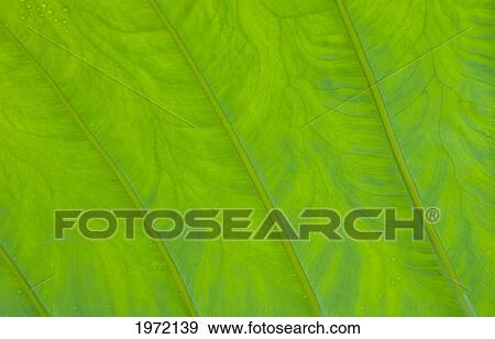 Stock Photo - Hawaii, Maui, Extreme Close Up Of A Taro Leaf.. Fotosearch